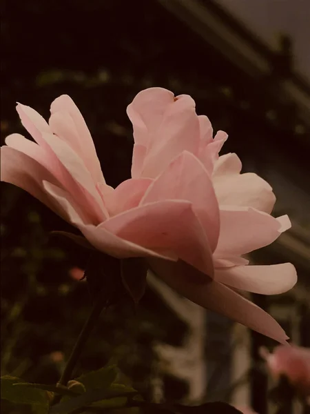 Een Verticaal Close Shot Van Een Mooie Roze Roos Volle — Stockfoto