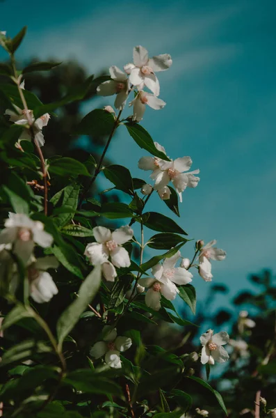 Vertical Shot Growing Jasmines — Φωτογραφία Αρχείου