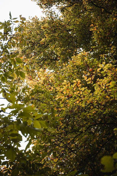 Vertical Shot Autumn Tree — Stockfoto
