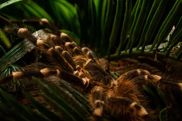 Close Poecilotheria Gênero Tarântulas Asiáticas — Fotografia de Stock