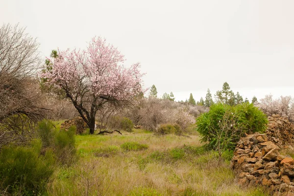 Blooming Fruit Tree Field — Foto Stock
