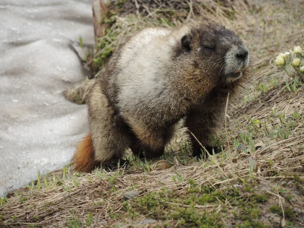 Plan Rapproché Une Marmotte Dans Parc National Mont Rainier — Photo