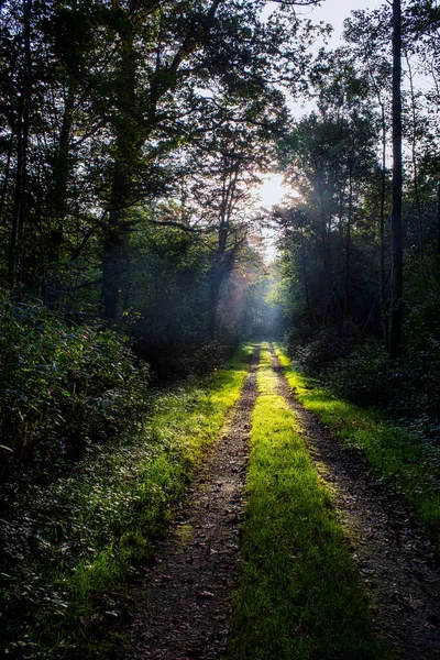 森の中を歩く草で覆われた光沢のある道の垂直ショット — ストック写真