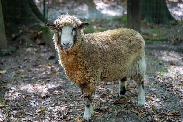 Bir Koyunun Yakın Çekimi — Stok fotoğraf
