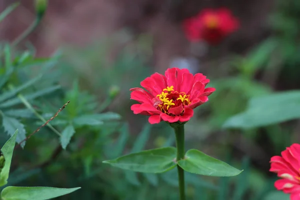 Beautiful Macro Shot Small Pink Flower Field Blurry Background — ストック写真