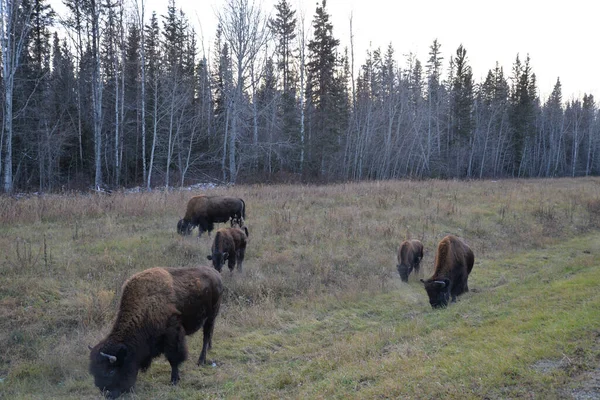 Wild Bisons Alaska Highway Watson Lake Yukon Territory Canada — Stock Photo, Image