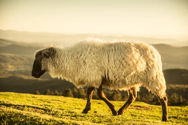 Får Som Betar Baskiska Bergen — Stockfoto