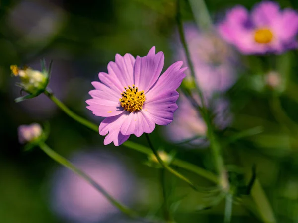 Closeup Beautiful Aster Flowers Blooming Field Sunlight Blurry Background — Stockfoto
