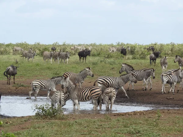Beautiful View Waterhole Zebras Kruger National Park South Africa — Fotografia de Stock