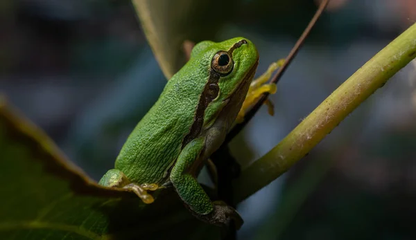 Detailní Záběr Stromové Žáby Větvičce — Stock fotografie