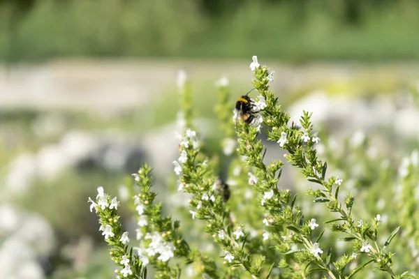 蜜蜜を集める蜜蜜のある植物の選択的焦点ショット — ストック写真