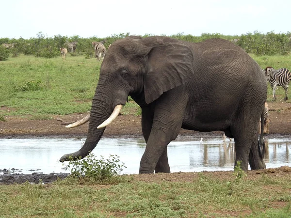 Beautiful View Elephant Kruger National Park South Africa — Stok fotoğraf