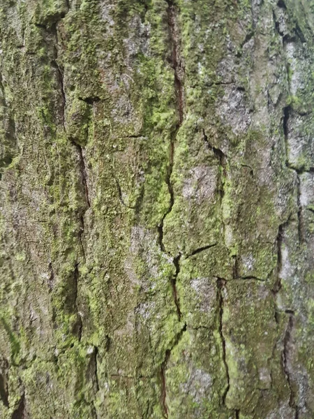 Closeup Shot Old Tree Bark Texture Backgrounds Textures — Stock Photo, Image