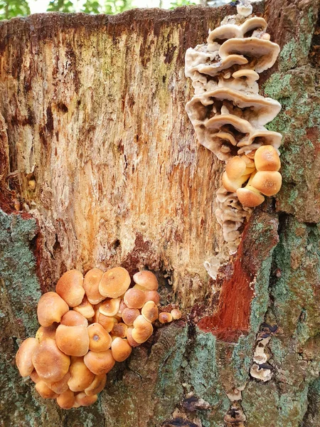나무껍질 위에서 자라는 균류의 엉겅퀴 — 스톡 사진