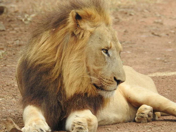 Une Belle Vue Sur Lion Dans Parc National Swaziland — Photo