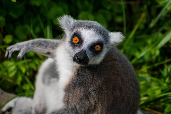 A closeup of the ring-tailed lemur. Animal portrait.