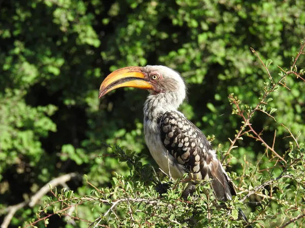 Beautiful View Flying Banana Bird Kruger National Park South Africa — Stock Photo, Image