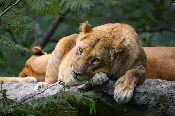 Closeup Lioness Lying Rock — Stock Photo, Image