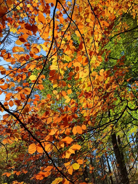 Μια Όμορφη Θέα Ενός Φθινοπωρινού Τοπίου Πολύχρωμα Δέντρα Στο Φως — Φωτογραφία Αρχείου