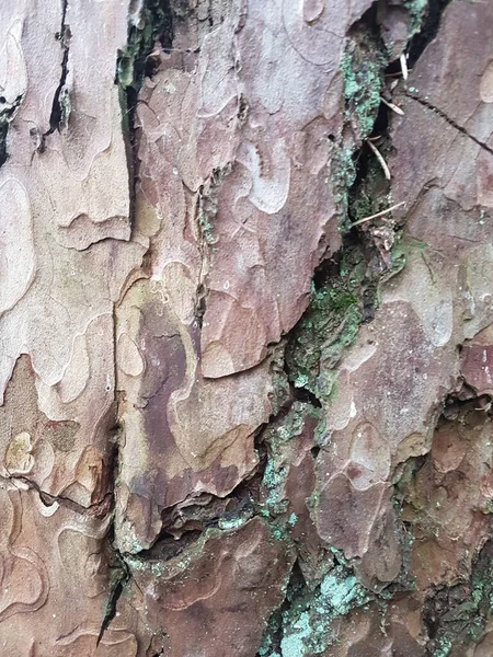 질감을 나무껍질 질감을 클로즈업 — 스톡 사진