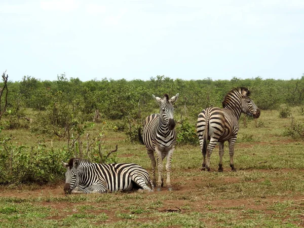 Una Hermosa Vista Las Cebras Parque Nacional Kruger Sudáfrica — Foto de Stock