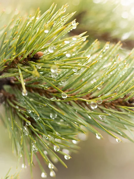 Vertical Shot Pine Branches Covered Raindrops Forest Sunlight — Stock Photo, Image