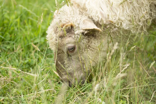 Ovelhas Comendo Grama Uma Fazenda País Basco Espanha — Fotografia de Stock