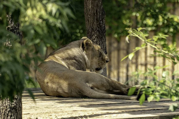 Eine Asiatische Löwin Liegt Auf Holzplanken Einem Zoo Sonnenlicht — Stockfoto