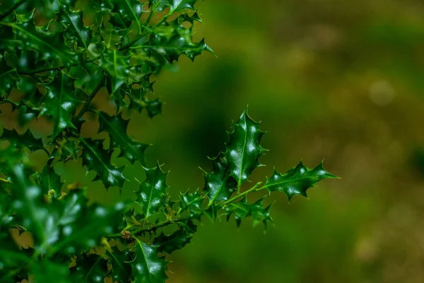 Verde Del Bosque Natural Cubierto Musgo Caído Podrido Árbol Viejo —  Fotos de Stock