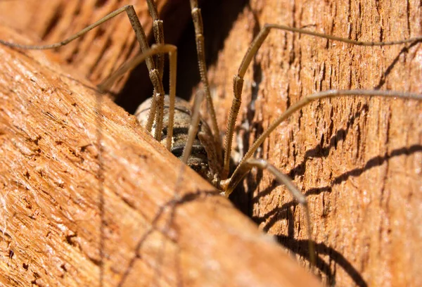 Daddy Long Legs Spider Hiding Side Deck Taken Wasilla Alaska — Foto Stock