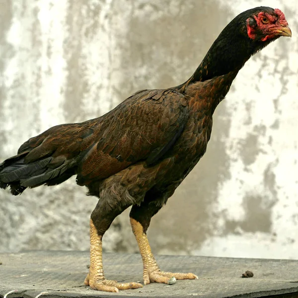 Eine Selektive Fokusaufnahme Eines Asil Huhns — Stockfoto