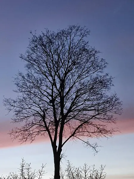 Vertical Shot Bare Tree Evening Sky — Fotografia de Stock