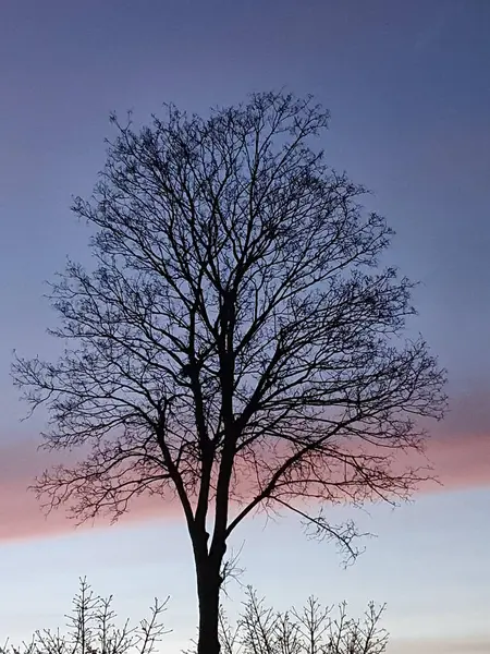 Vertical Shot Bare Tree Evening Sky — Stok fotoğraf