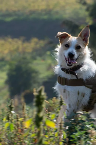 Nahaufnahme Eines Entzückenden Hundes Auf Einem Feld — Stockfoto