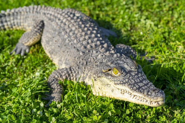 Nile Crocodile Crocodylus Niloticus Grass — Stock Photo, Image