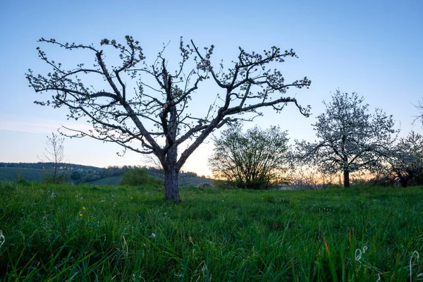 Piękny Widok Drzewa Owocowego Kwiecie Brzasku Wiosennego Krajobrazu — Zdjęcie stockowe