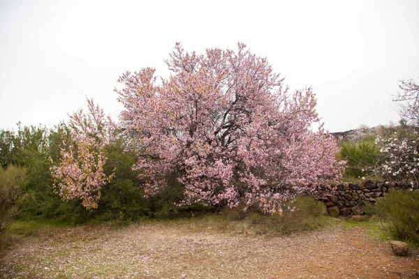 Blooming Fruit Tree Field — Fotografia de Stock