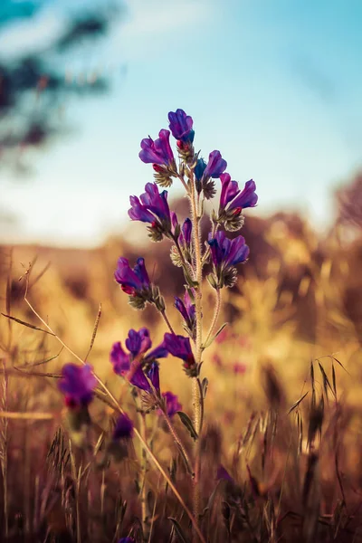 Vertical Shot Purple Echium Plantagineum Flower Field Blurred Background — Stock fotografie