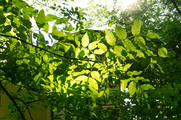 Close Galho Árvore Com Licença Verde Fresca — Fotografia de Stock