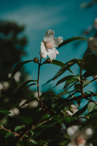 Vertical Shot Growing Jasmine — Φωτογραφία Αρχείου