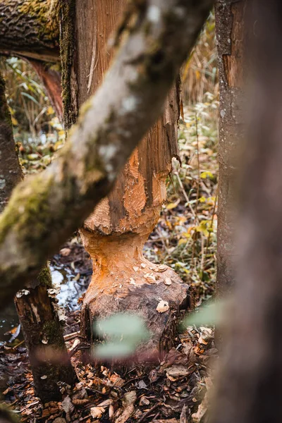 Vertical Shot Cut Tree Forest — Stok fotoğraf