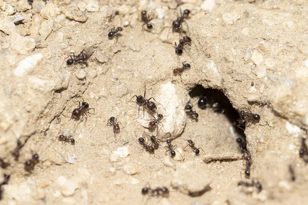 Makro Záběr Mravenců Jedoucích Písčité Půdě — Stock fotografie