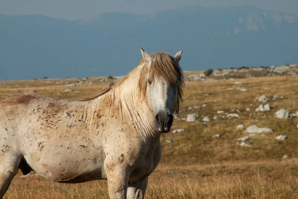Cavalos Nas Montanhas Dia Ensolarado — Fotografia de Stock