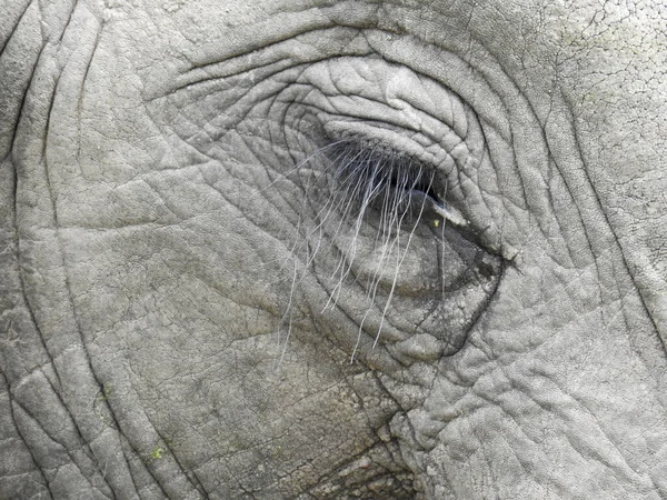 Zbliżenie Pięknego Oka Słonia — Zdjęcie stockowe