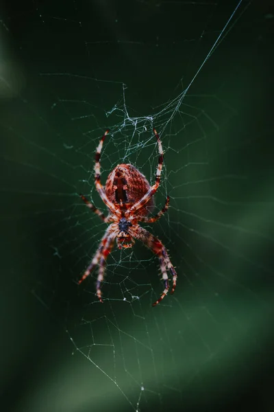 ウェブ上の大きな茶色のクモのクローズアップショット — ストック写真
