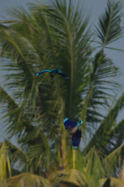 Indochina Roller Vogel Hockt Und Jagt — Stockfoto