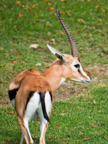 Eine Nahaufnahme Von Thomsons Gazelle Zoo — Stockfoto