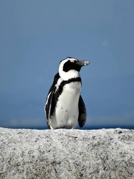 Selective African Penguin Spheniscus Demersus — Stock Photo, Image