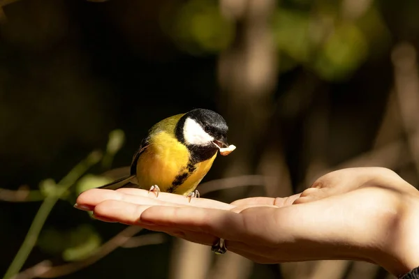 Closeup Person Feeding Great Tit Bird Perched Her Hand Sunlight — ストック写真