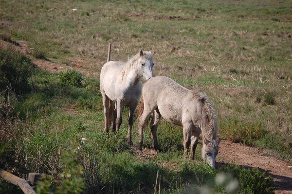 牧草地で馬の放牧のカップル — ストック写真